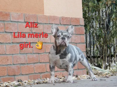 French Bulldog - Alíz