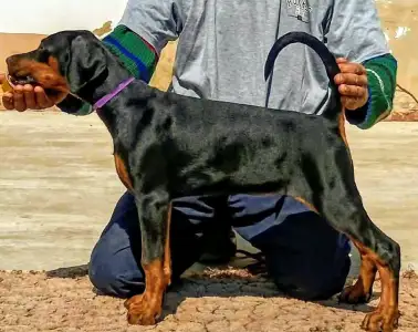 Dobermann - Ida