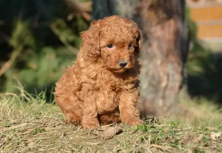 Cavapoo - Zita
