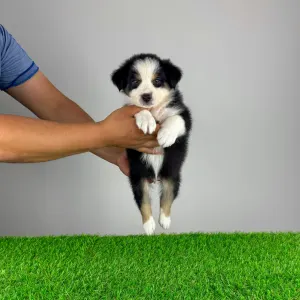 Australian Shepherd - Veron