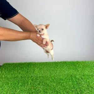 Chihuahua - Pinky