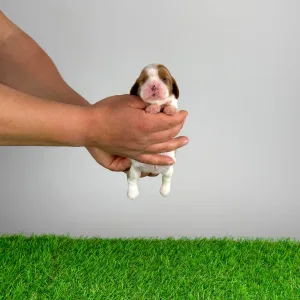 Cavalier King Charles Spaniel - Joy