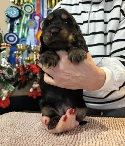 Englischer Cocker Spaniel - Gracy