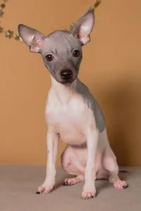 American Hairless Terrier - Ariel Sun