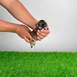 Чихуахуа - Emma