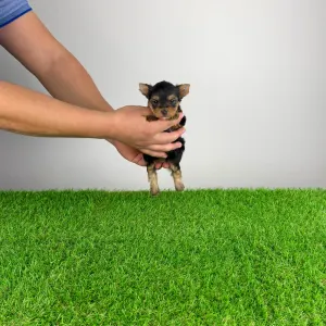 Yorkshire Terrier - Melani