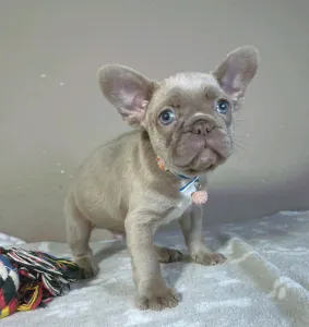 Französische Bulldogge - Clark