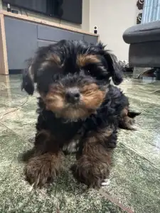 Yorkiepoo - Malya