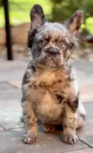 Bouledogue français - Steel Wing Bullz Ghost