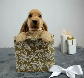 Englischer Cocker Spaniel - Golden Hour