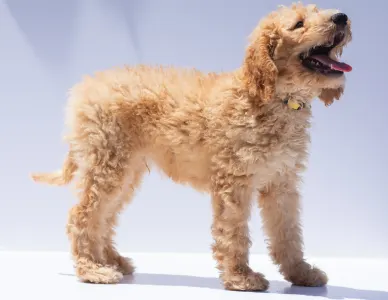 Goldendoodle - F1b Ace