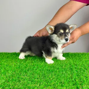 Pembroke Welsh Corgi - Rambo