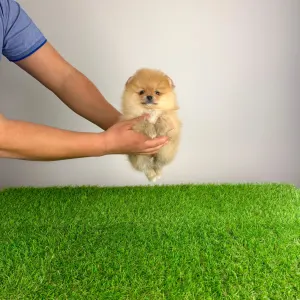 Pomeranian - Rider