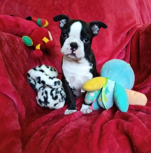 Boston Terrier - Erni