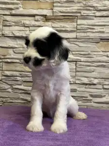 Terrier tibétain - Adolf 