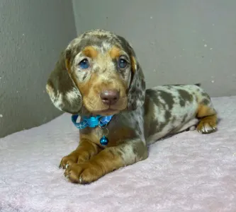 Dachshund - Chris