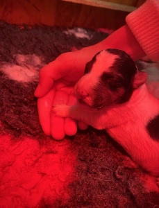 Fox Terrier (Wire) - Duke Born Of Eastern Curse