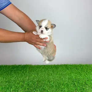 Pembroke Welsh Corgi - Zarek