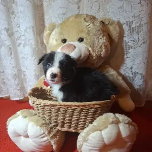 Border Collie - Dazzling Borders Believe In Wonders 