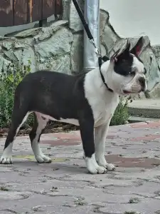 Boston Terrier - Victorias Grande Enzo
