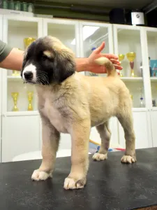 Central Asia Shepherd Dog - Jenke