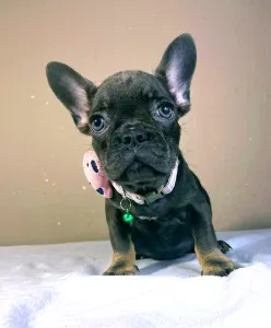 French Bulldog - Stella