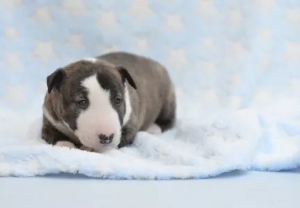 Miniatűr bullterrier - Nathan