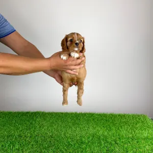 Cavalier King Charles Spaniel - Weeny