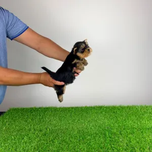 Yorkshire Terrier - Axa