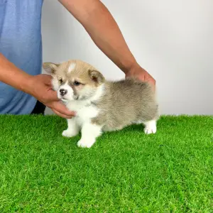 Welsh Corgi Pembroke - Zuro