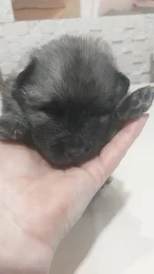 Wolfsspitz - Silver Whirl Bella Mia