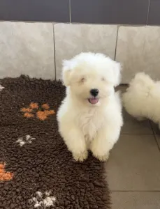 Coton de Tulear - Macaron