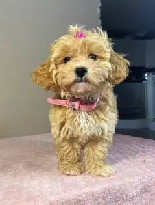 Maltipoo - Friderika