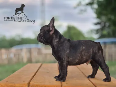 Francuski buldog - Ralf