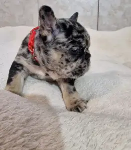 Французский бульдог - Black And Tan Girl