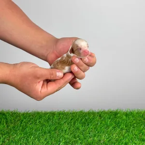 Cavalier King Charles Spaniel - Kronos