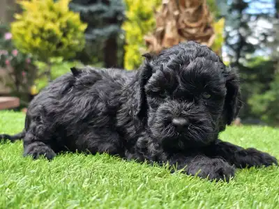 Cavapoo - Zoya