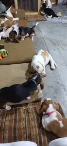 Basset Hound - Arlin