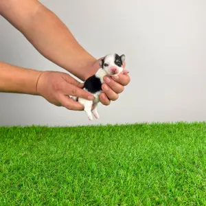 Biewer Terrier - Ola