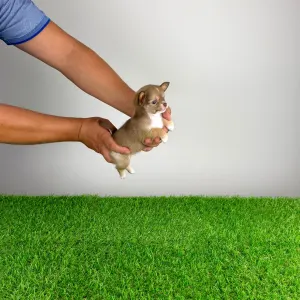Chihuahua - Kwai
