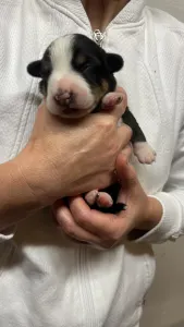 Entlebucher - Gaia Helvétsky Priateľ 