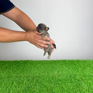 Chihuahua - Ossy