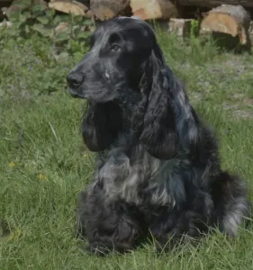 Angol Cocker spániel - Bethowen