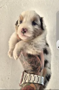 Australian Shepherd - Dani