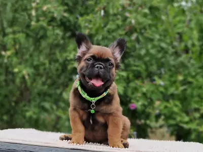 French Bulldog - Mókás