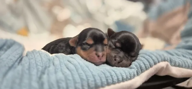 Jorkšírský teriér - Lamborghini Aventador