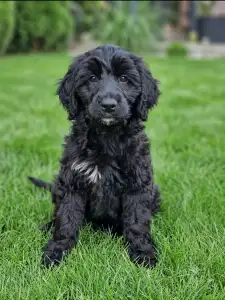 Portugiesischer Wasserhund - Bailey