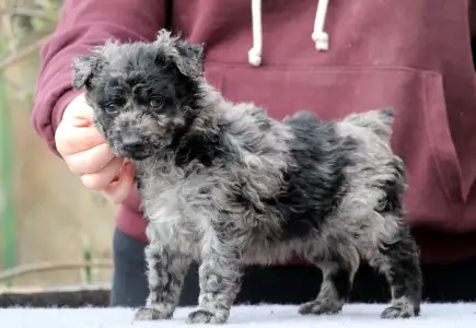 Mudi - Pörgelóci Sipirc