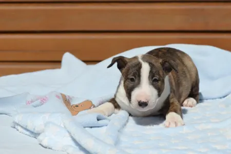 Miniature Bullterrier - Nolan