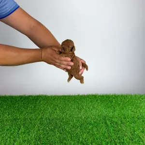 Poodle Toy - Xilli